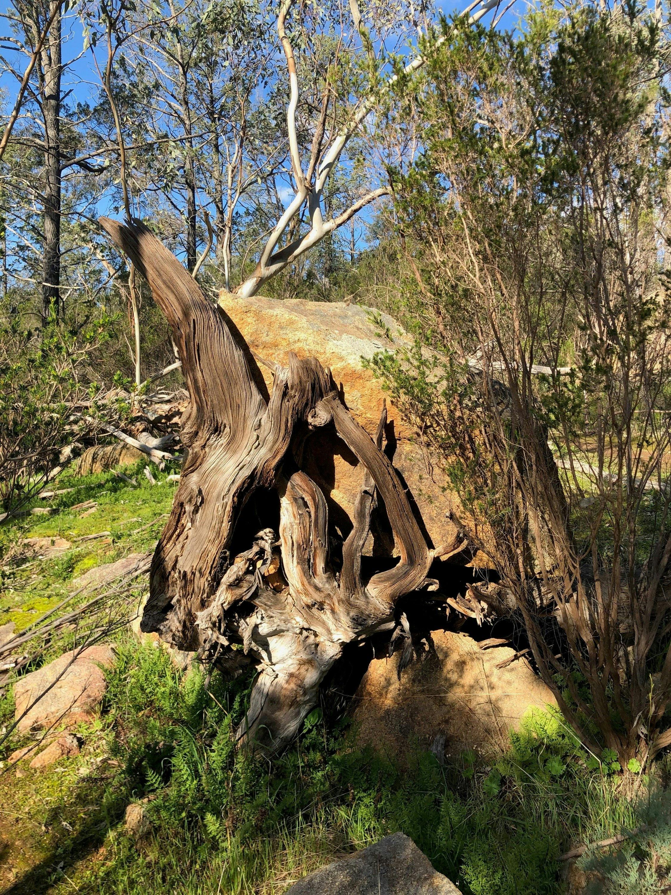 Pine Gully Nature Trail