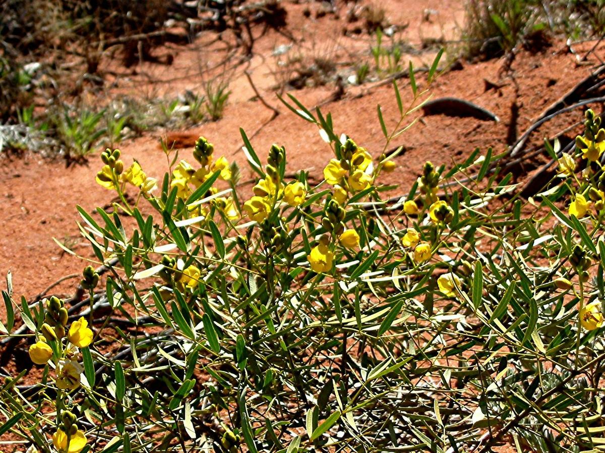 wildflowers