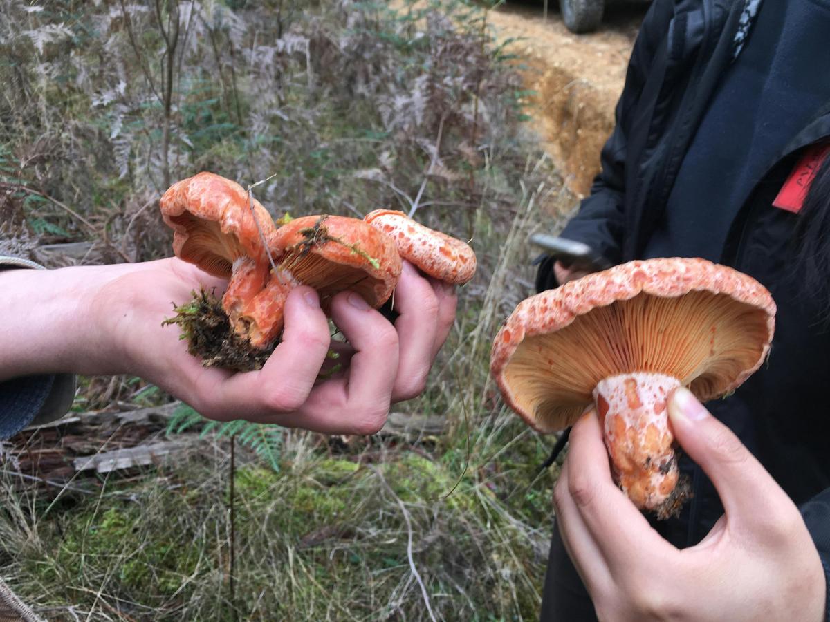 Pine Mushrooms