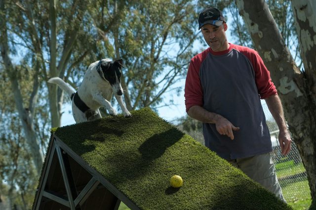 Junee Agility Dog Park