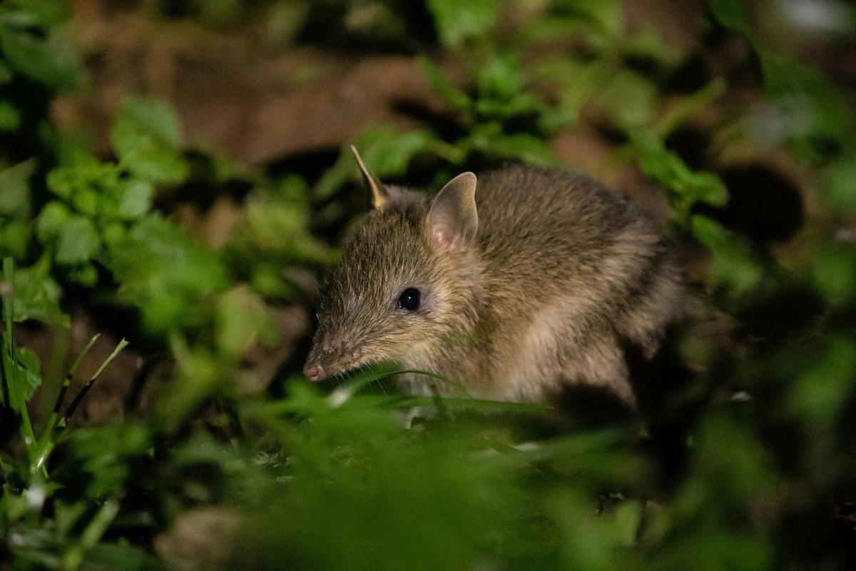 Eastern barred bandicoot