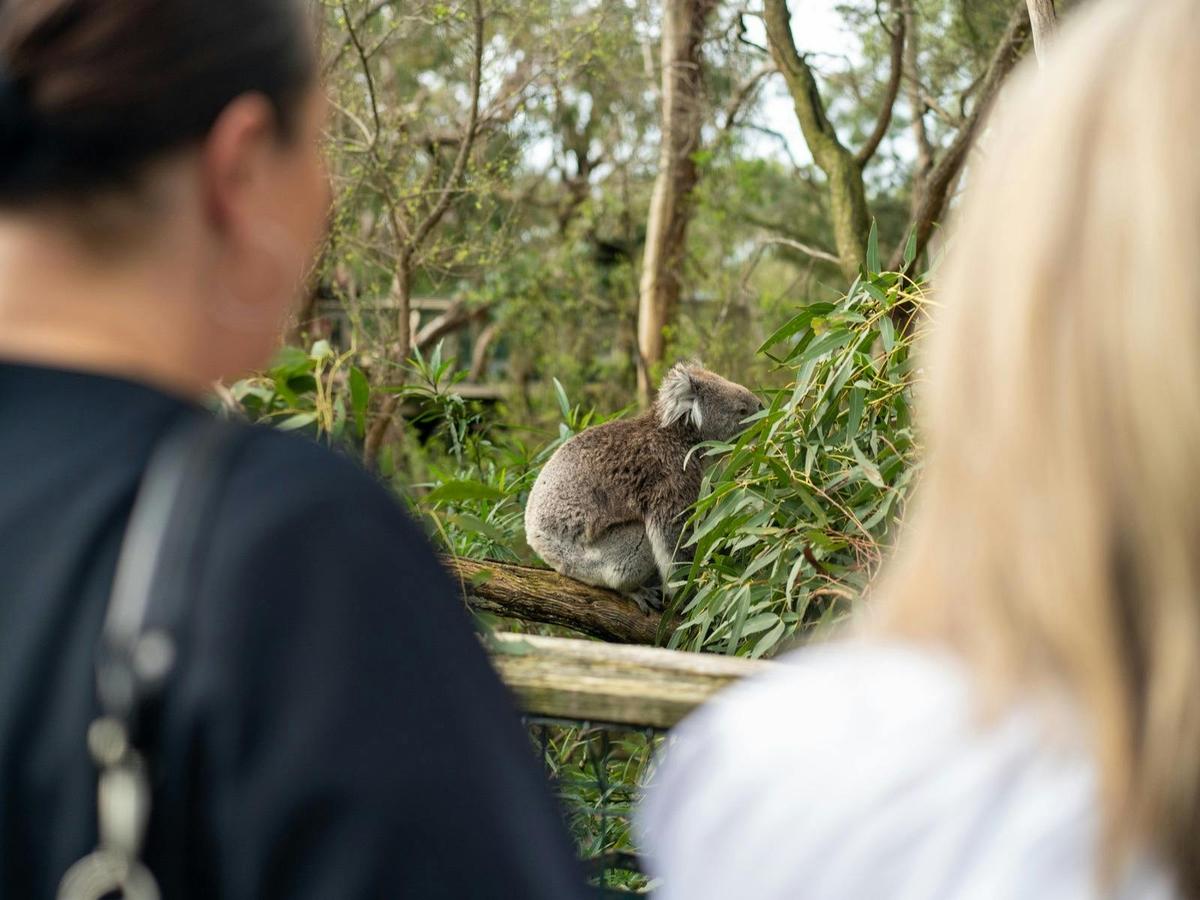 Koala Conservation Reserve