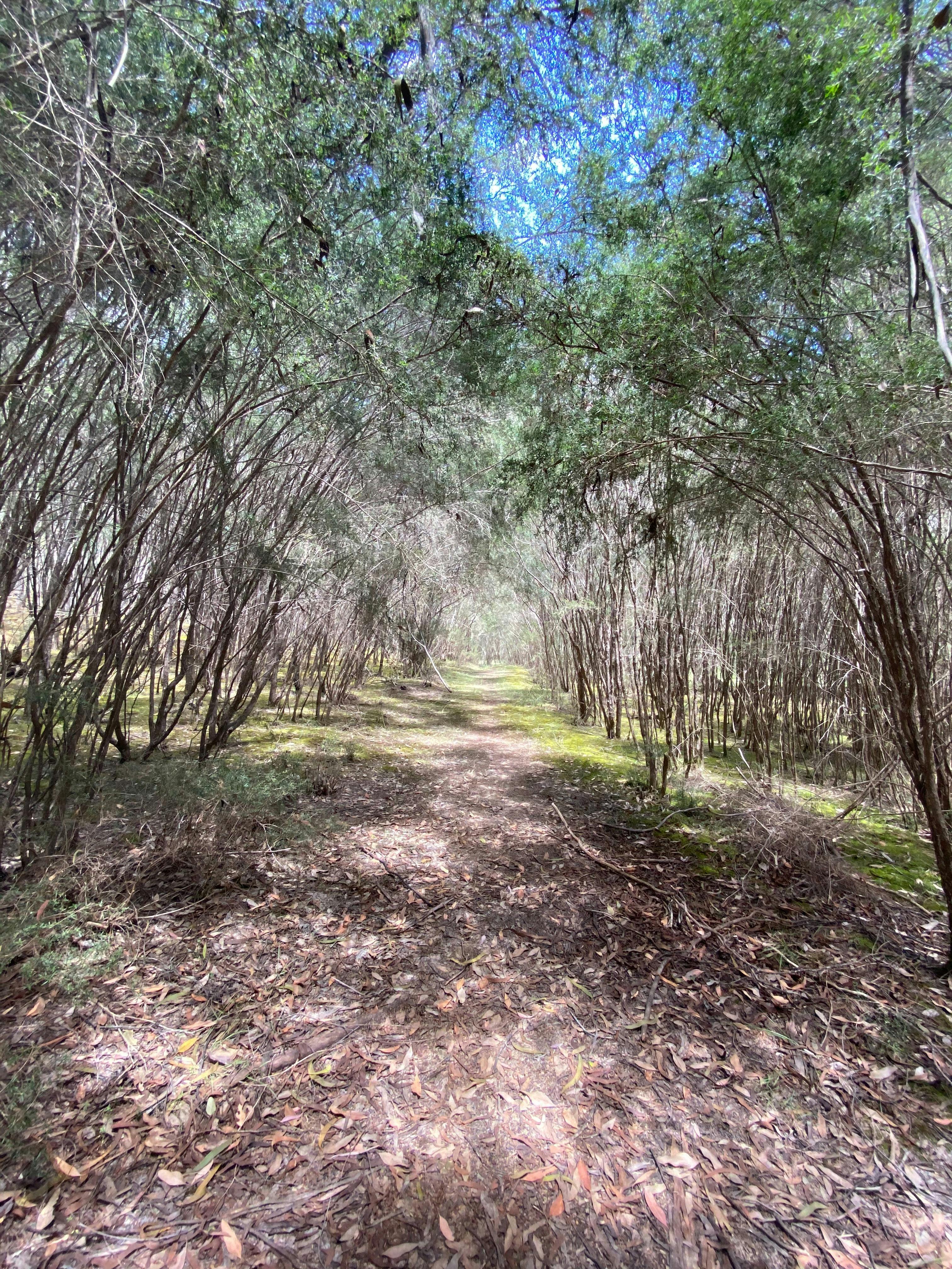 Perfect Cure Creek Nature Trail