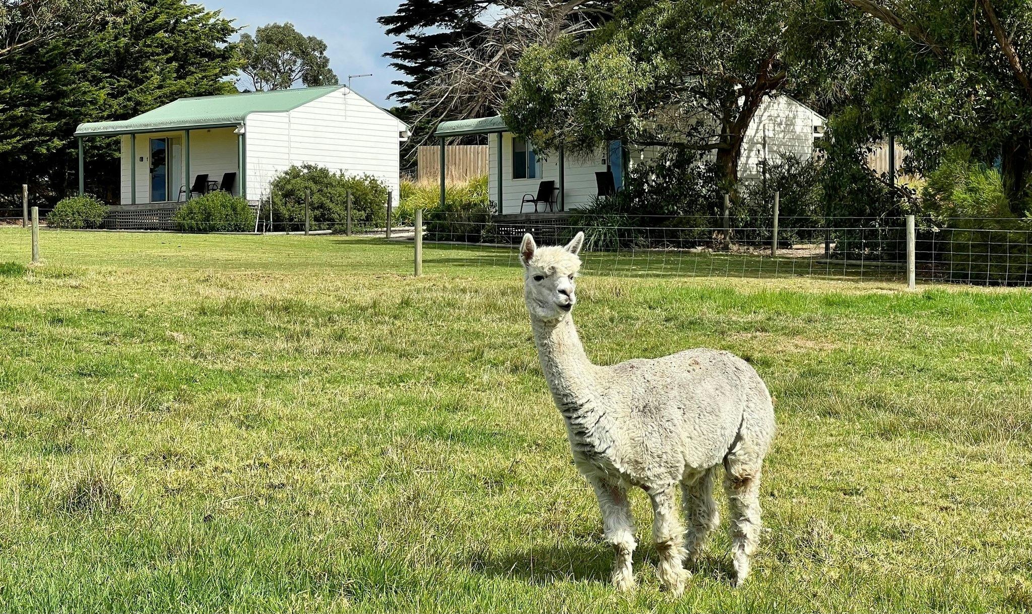 Promhills Cabins alpaca