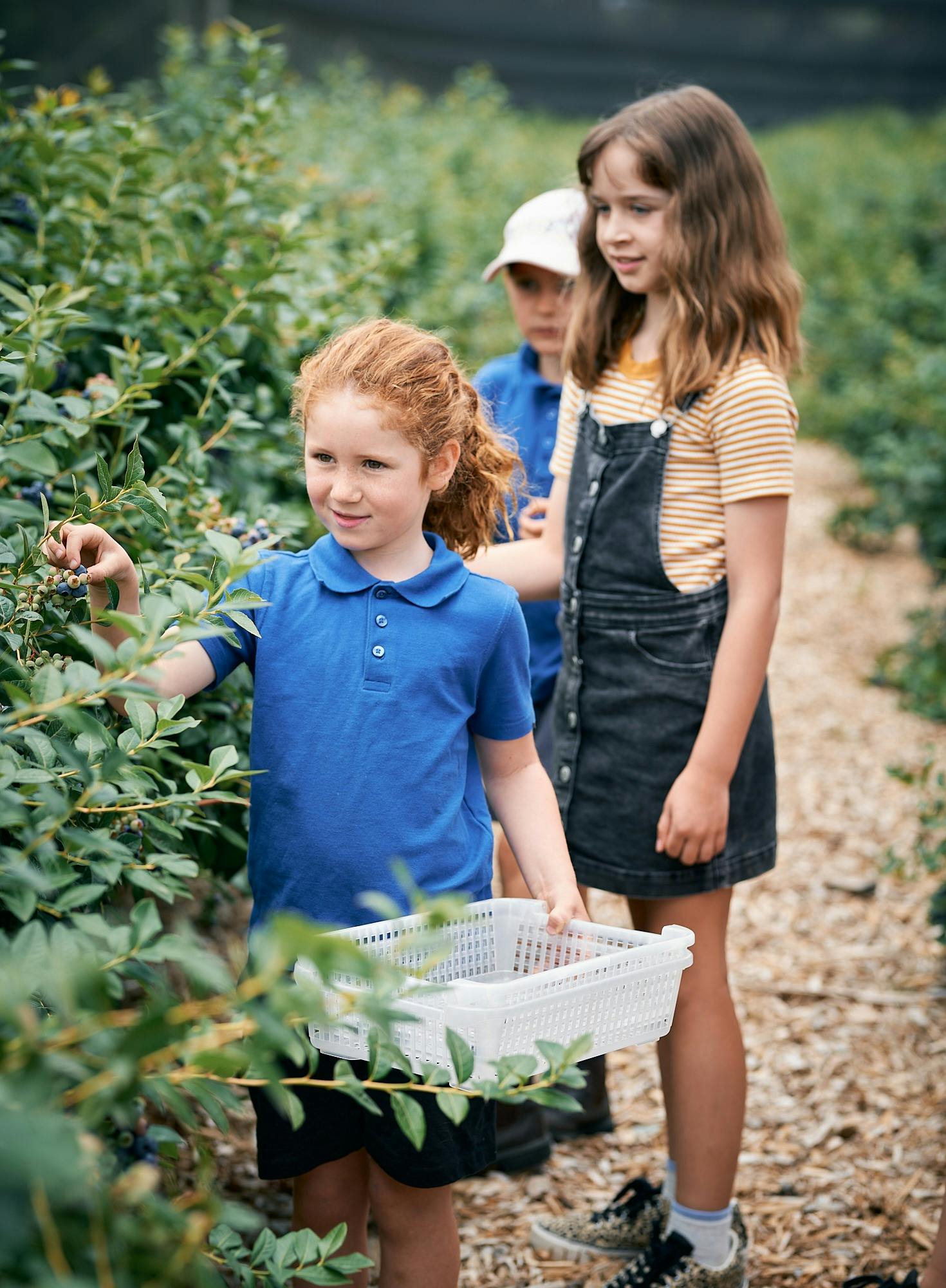 Bring the kids and pick your own blueberries!