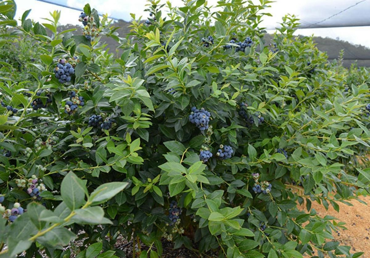 Otway Blueberries