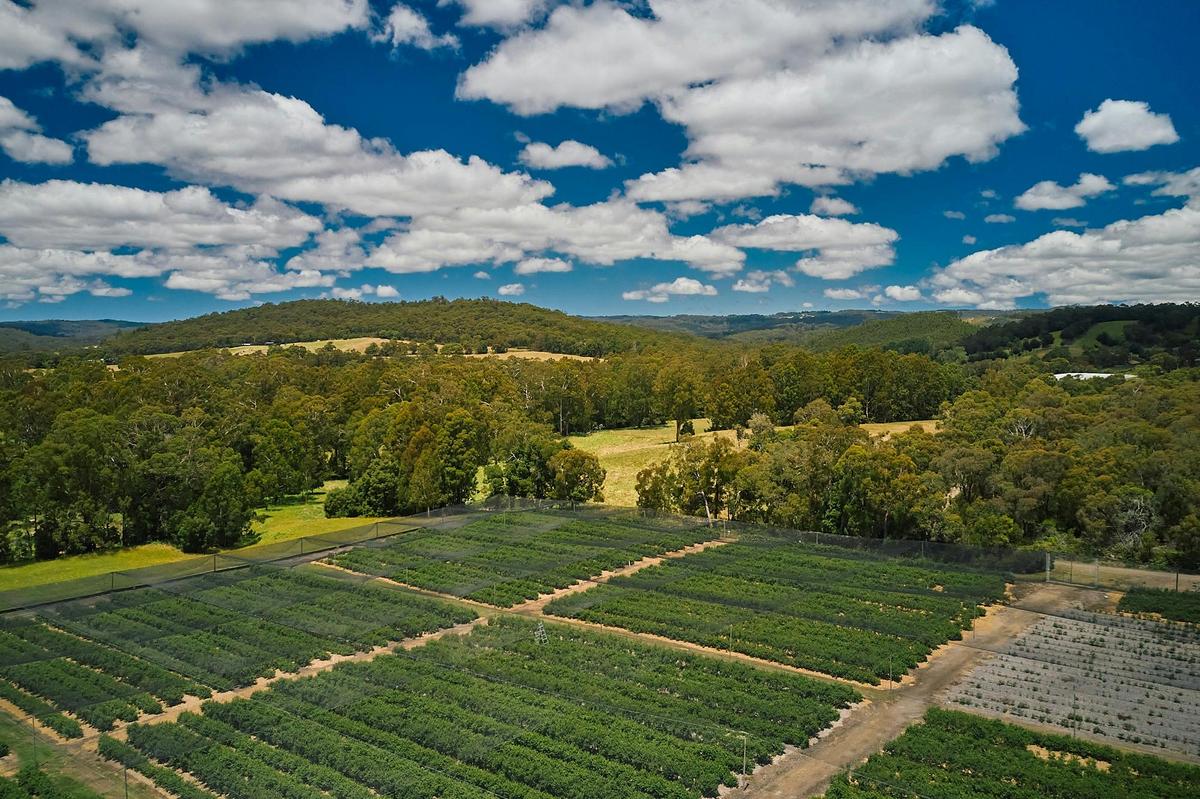 Our farm is set in the hinterland of the Otways