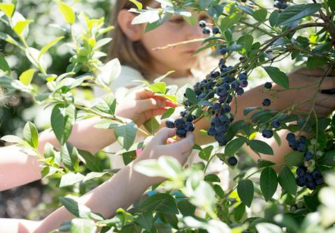 Otway Blueberries