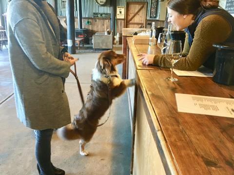 Dog on a private dog-friendly wine tasting tour with Pooches and Pinot in the Yarra Valley