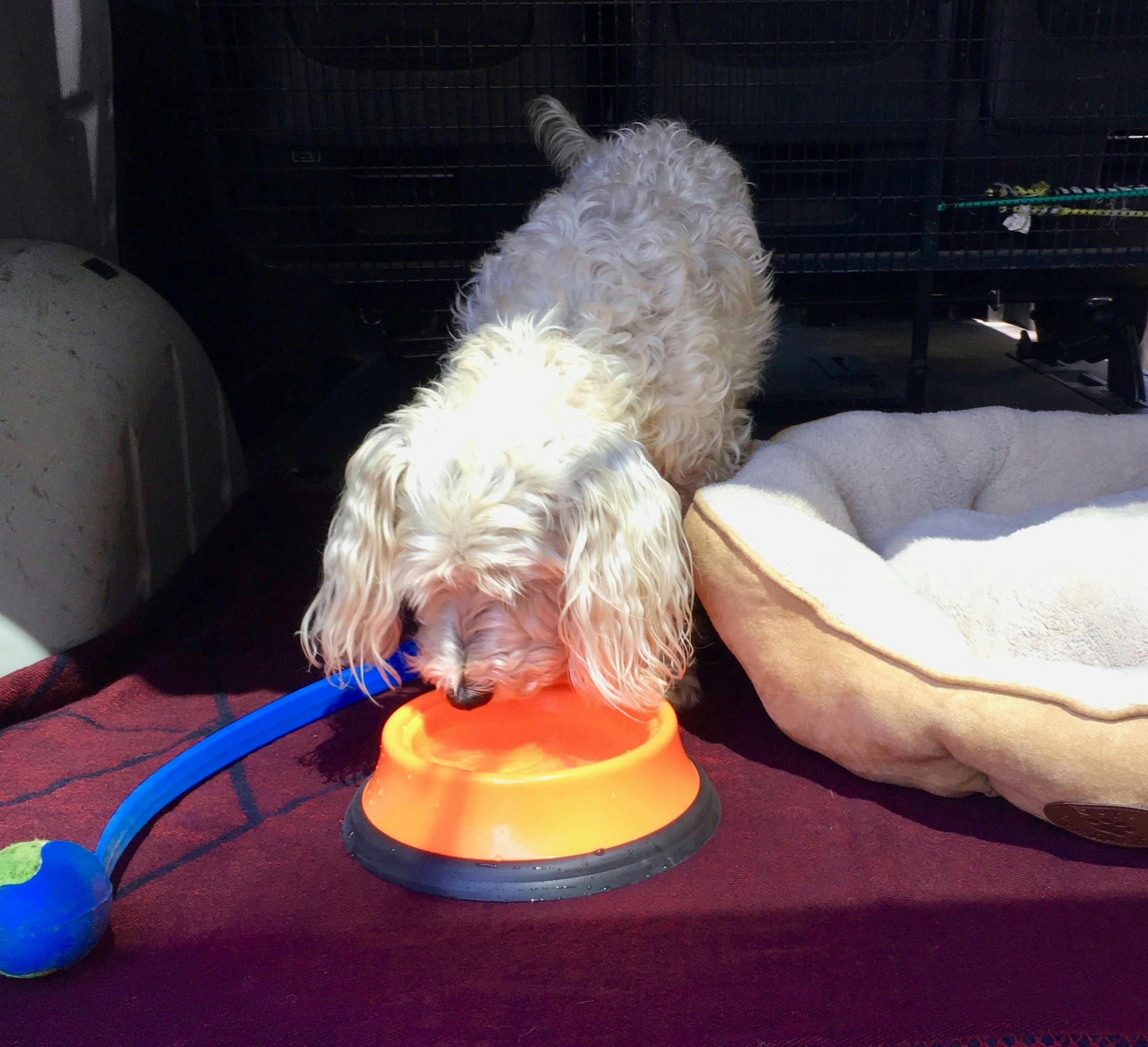 Thirsty puppy on a wine tour drinking in the tour van