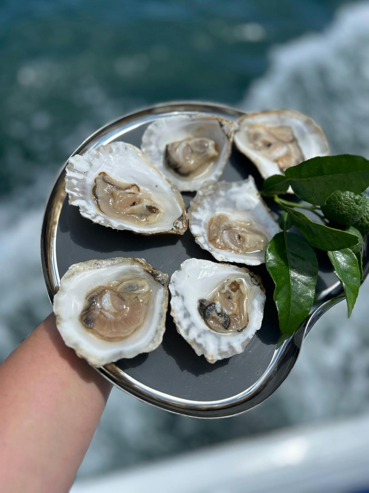 Portarlington Mussel Tours