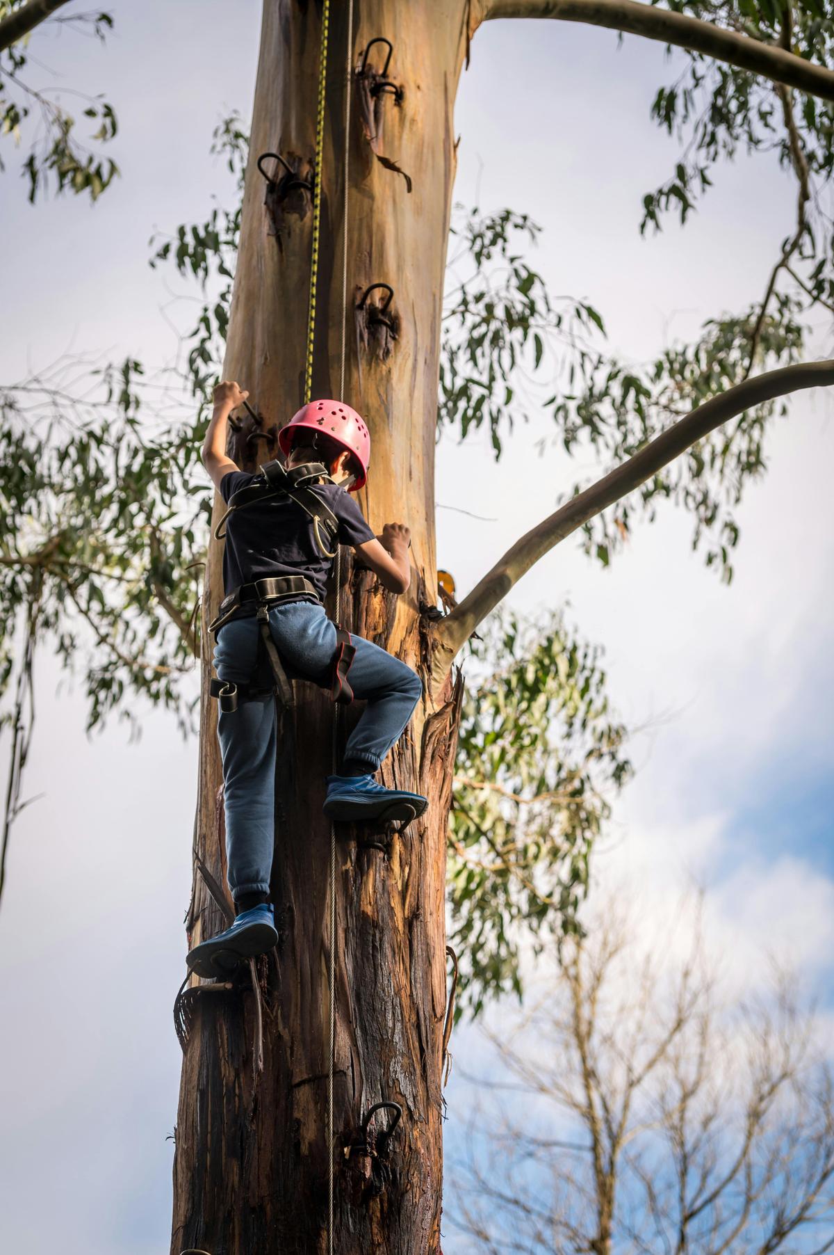 Child doing tree climb