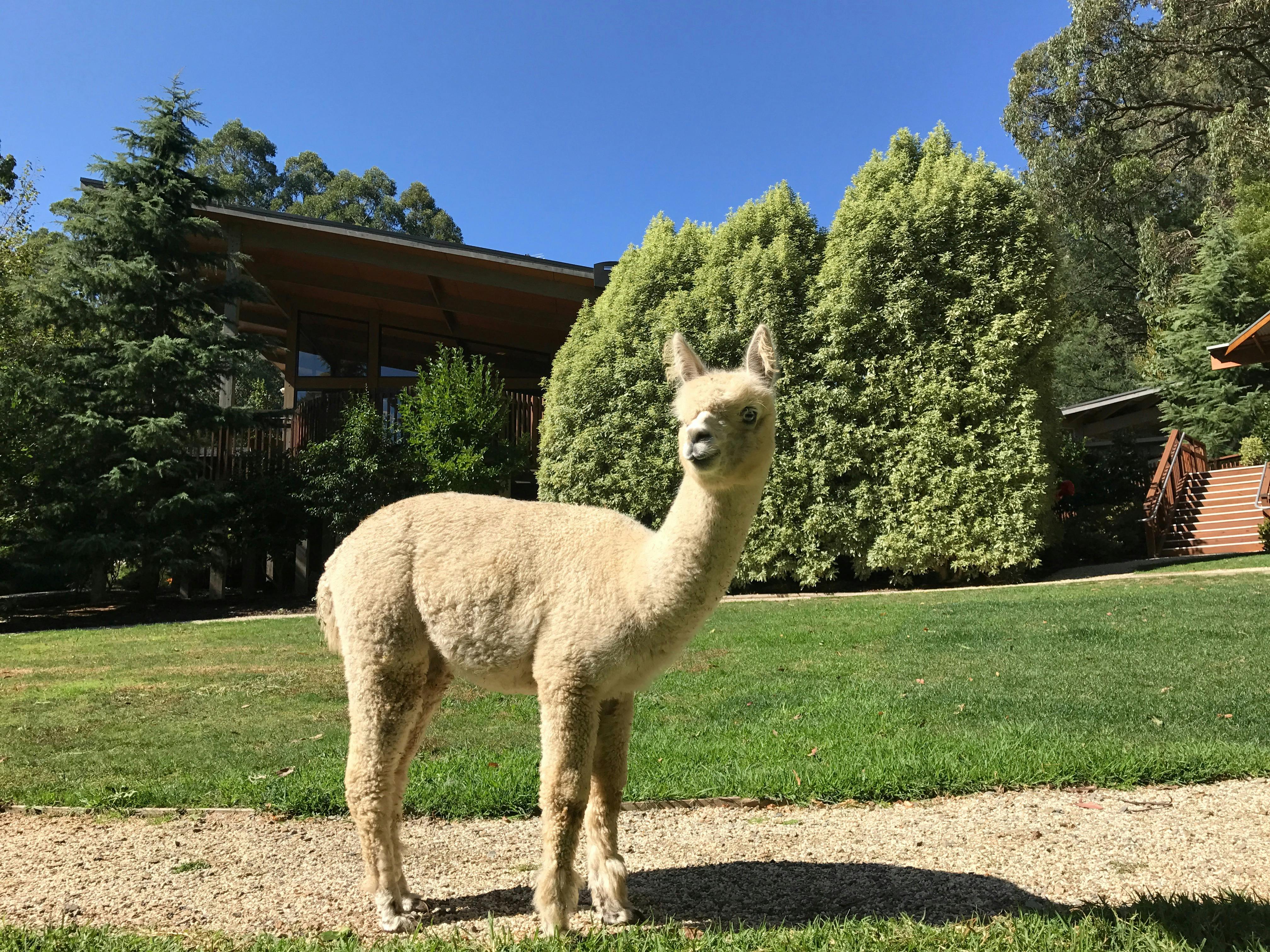 alpaca