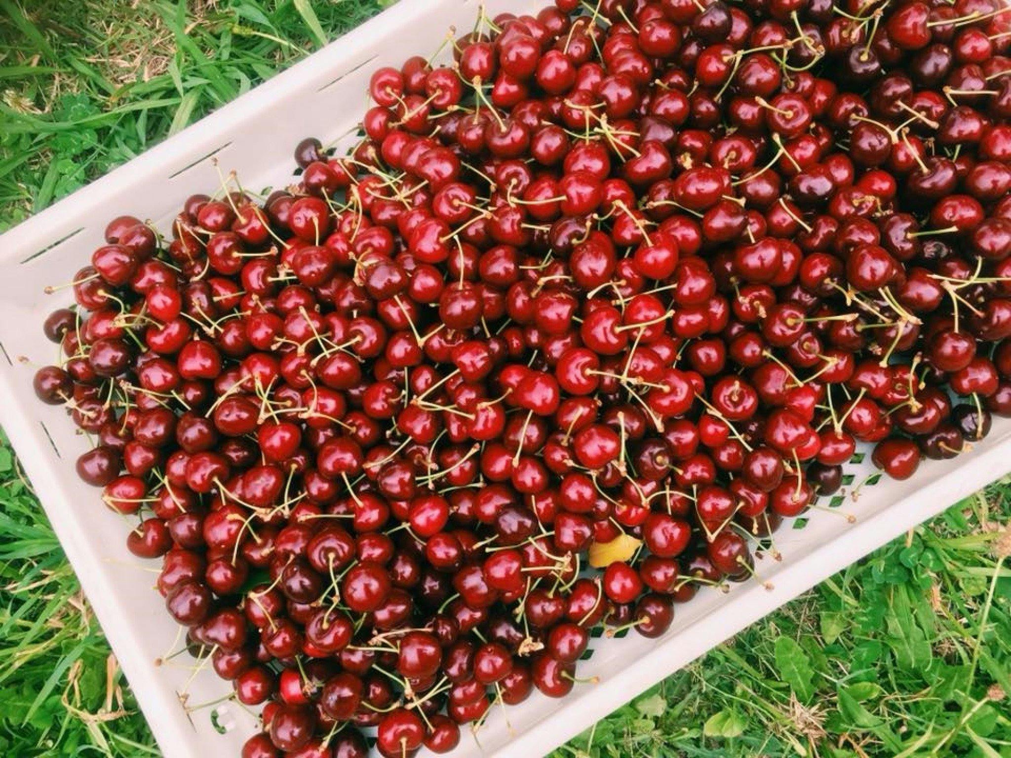 Fresh Cherries