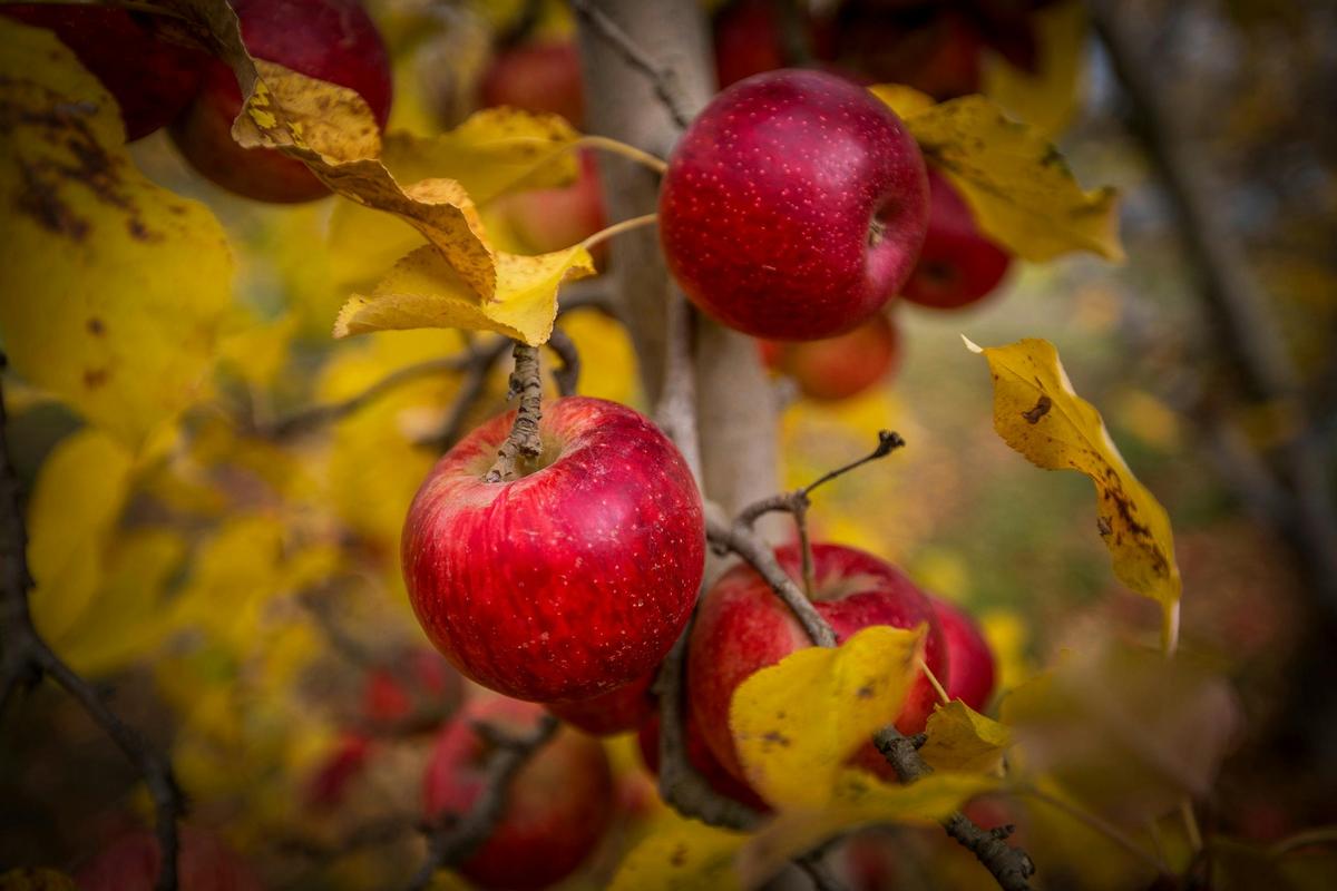 Sundowner apples