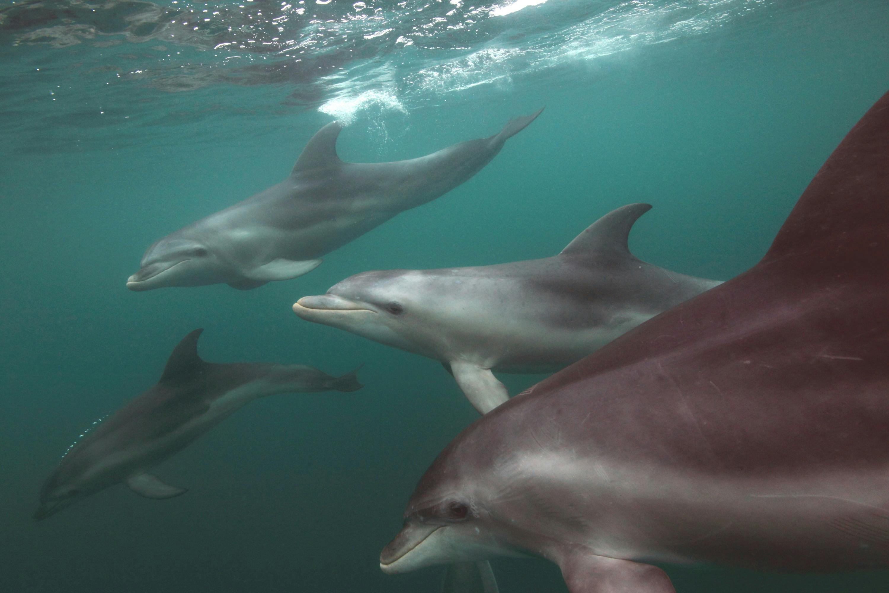 A pod of Port Phillip Bay's resident dolphins.