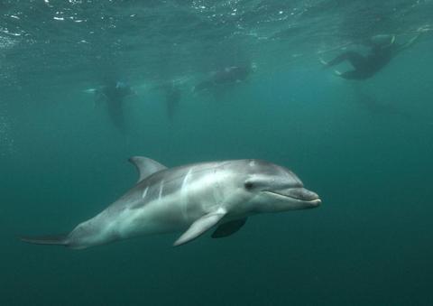 dolphin swim port phillip bay