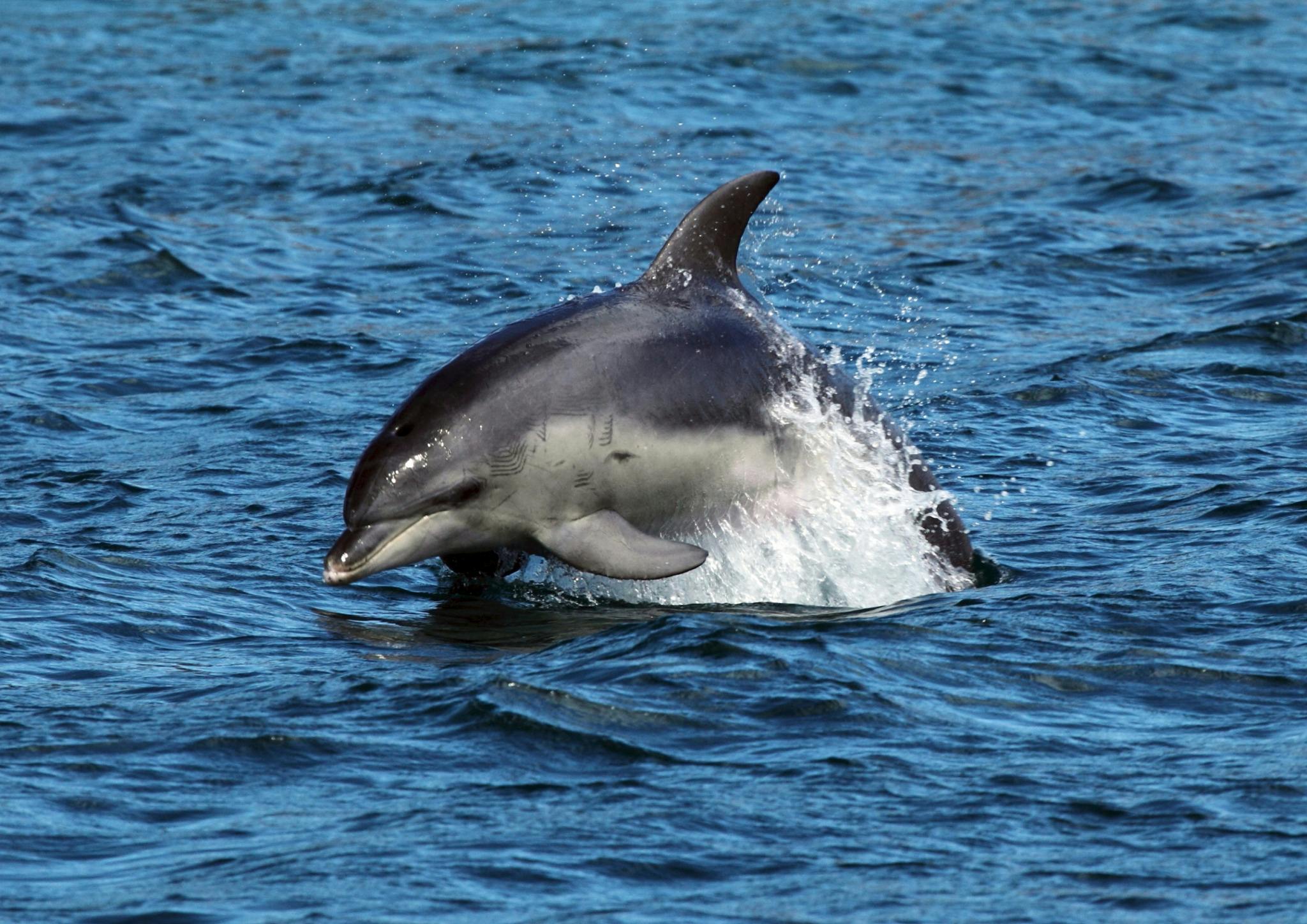 wild dolphin port phillip bay