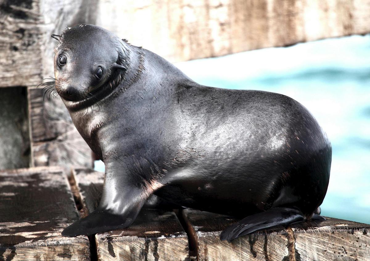 Australian fur seal Polperro wildlife tour