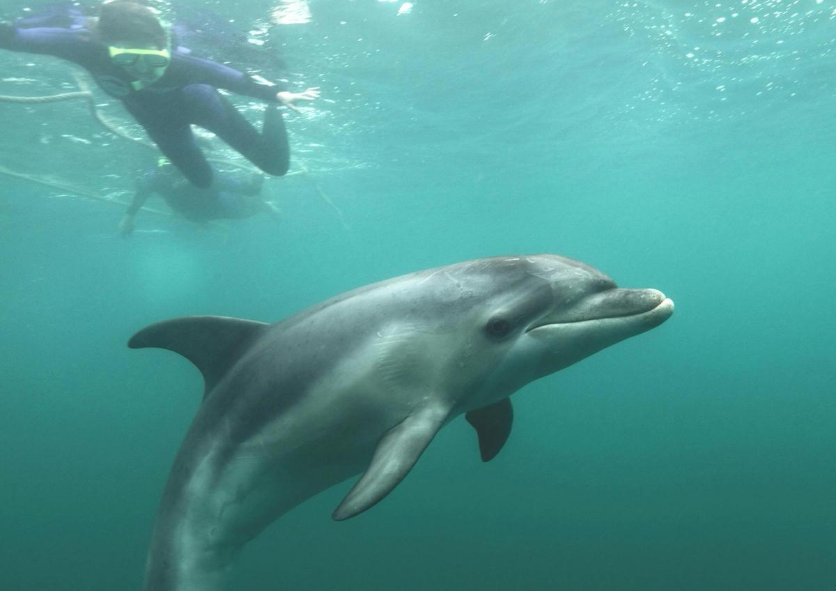 swimmers in the water with wild dolphins