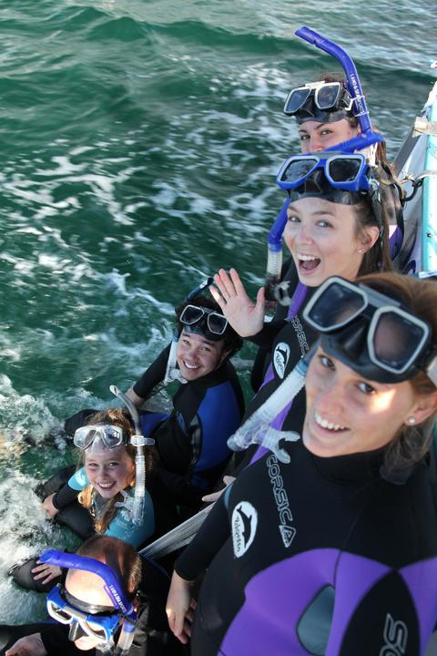 Polperro Dolphin Swims