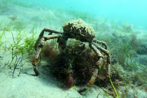 Spider crab on the march