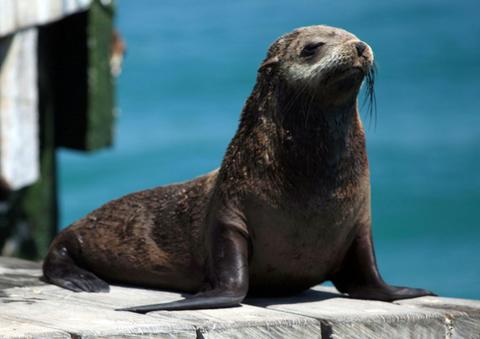 Australiasian Fur Seals