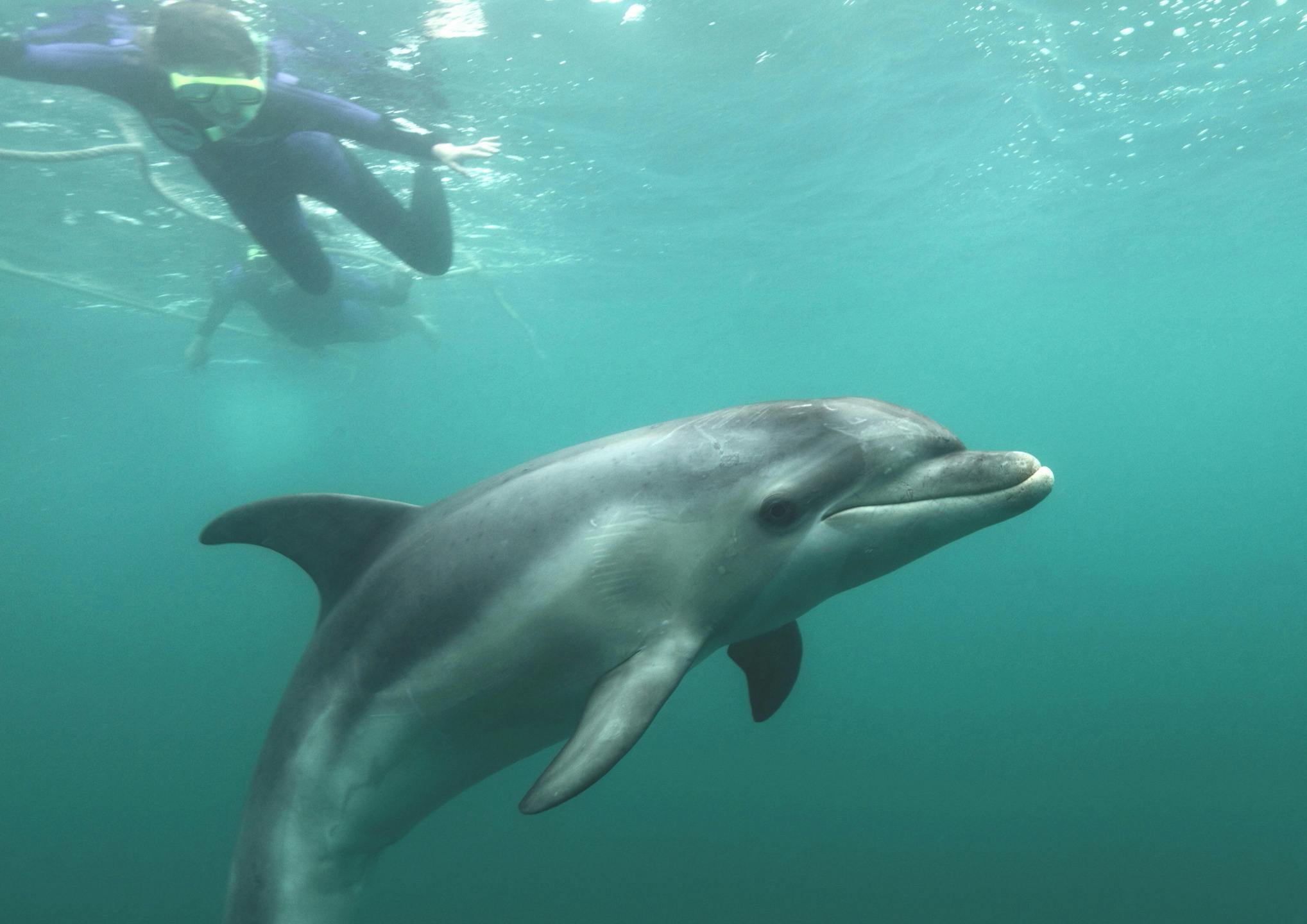 swimmers enjoying a wild dolphin swim with Polperro