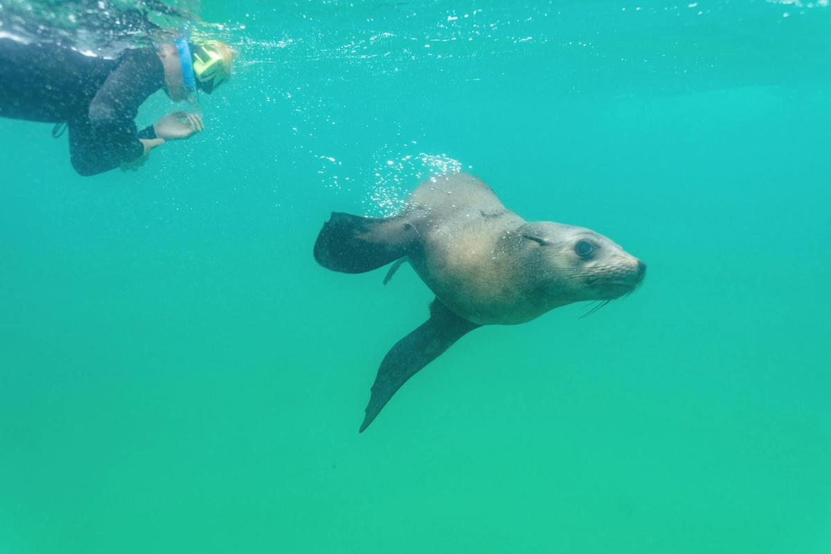 swimmer in the water with fur seal