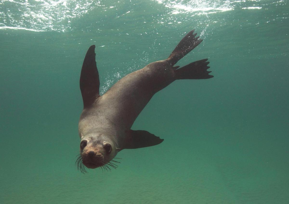 Australian fur seal.