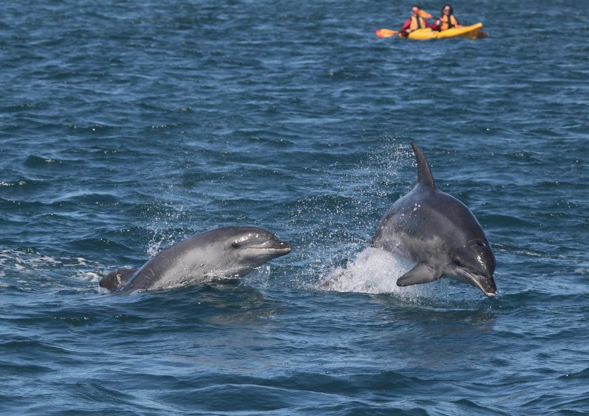 wild dolphins Port Phillip Bay