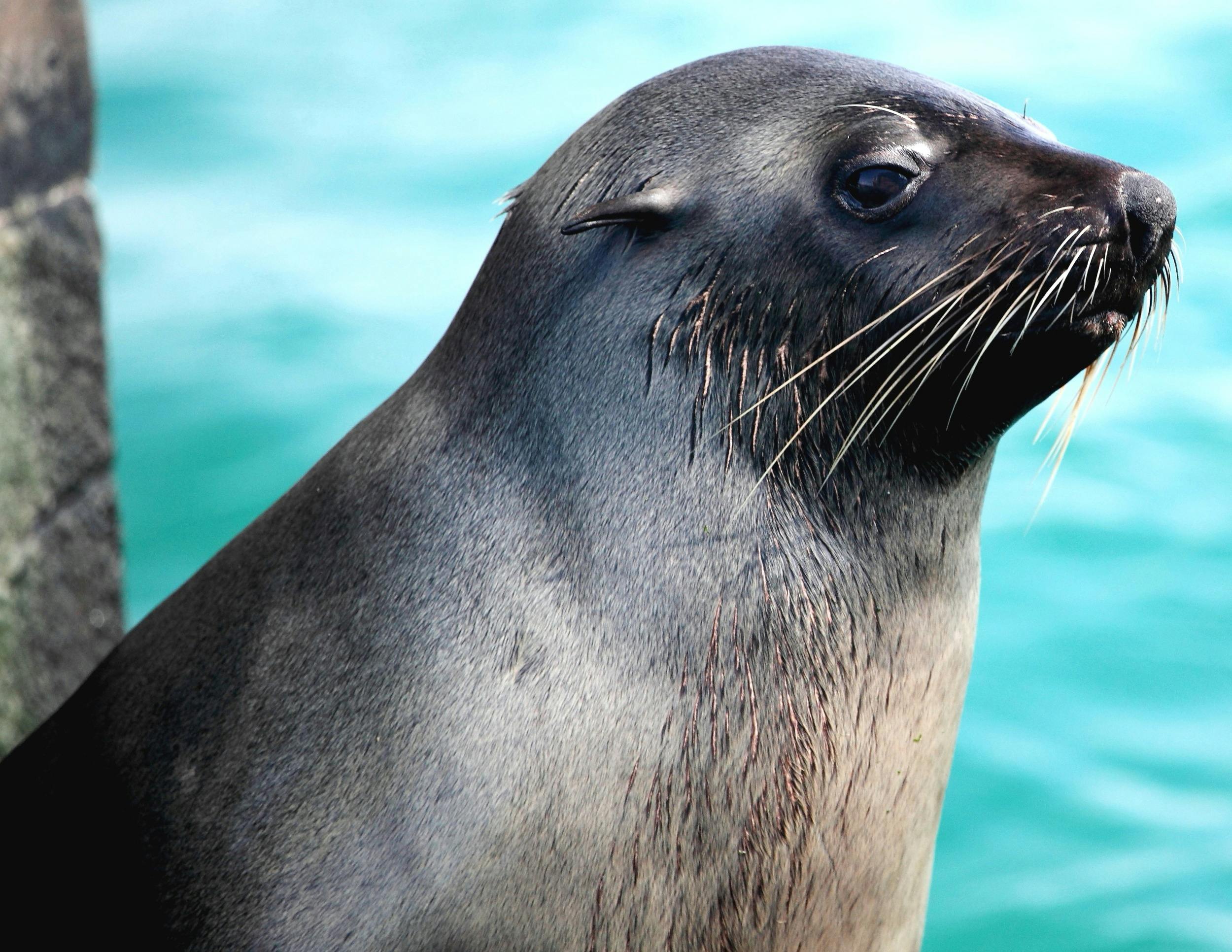 An Australian fur seal drying off after a swim on the structure built for them in Port Phillip Bay.