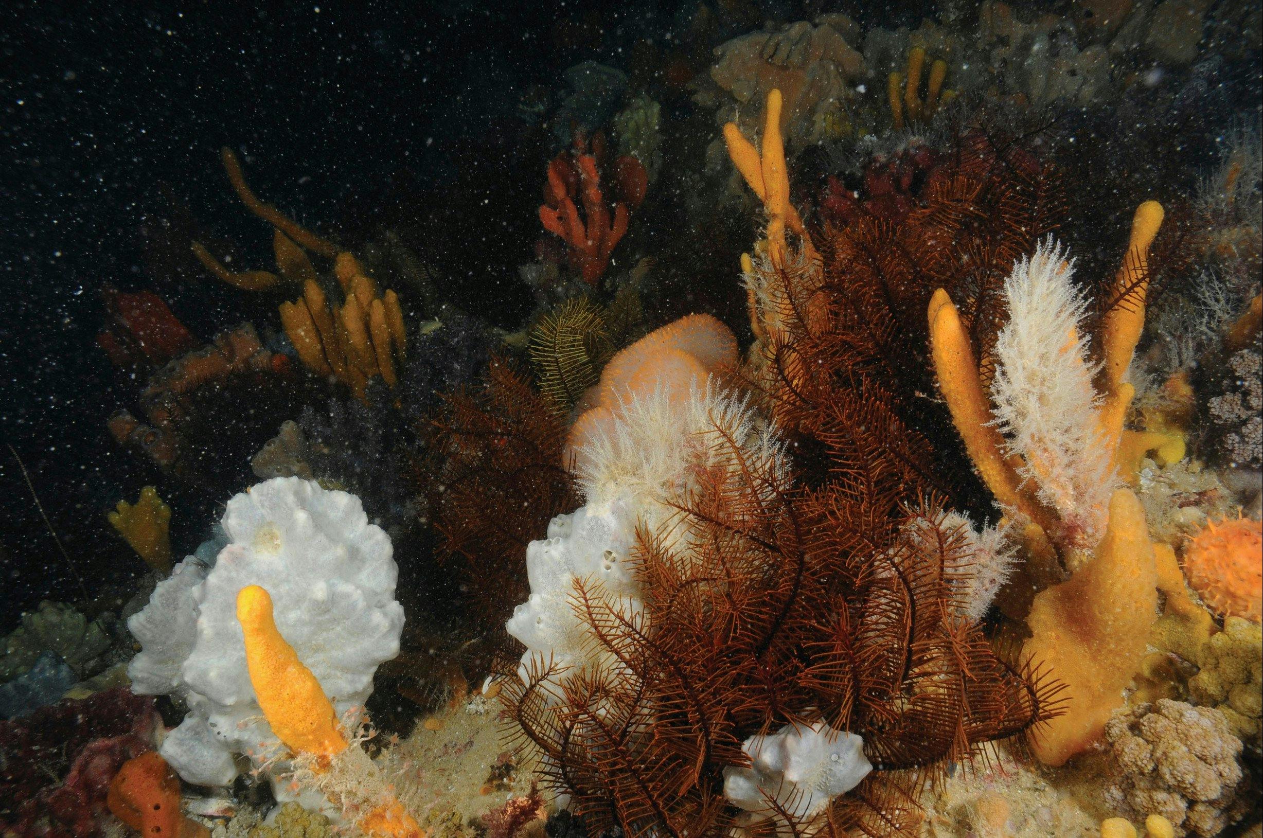 Point Hicks Marine National Park