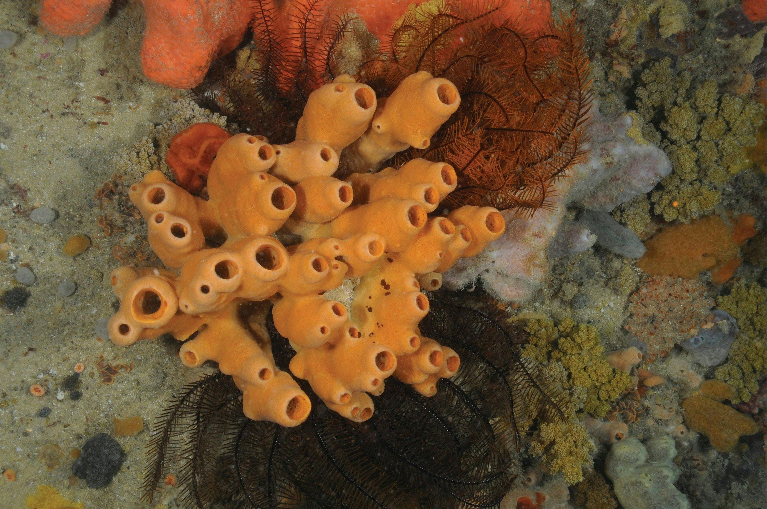 Point Hicks Marine National Park