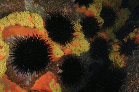 Point Hicks Marine National Park