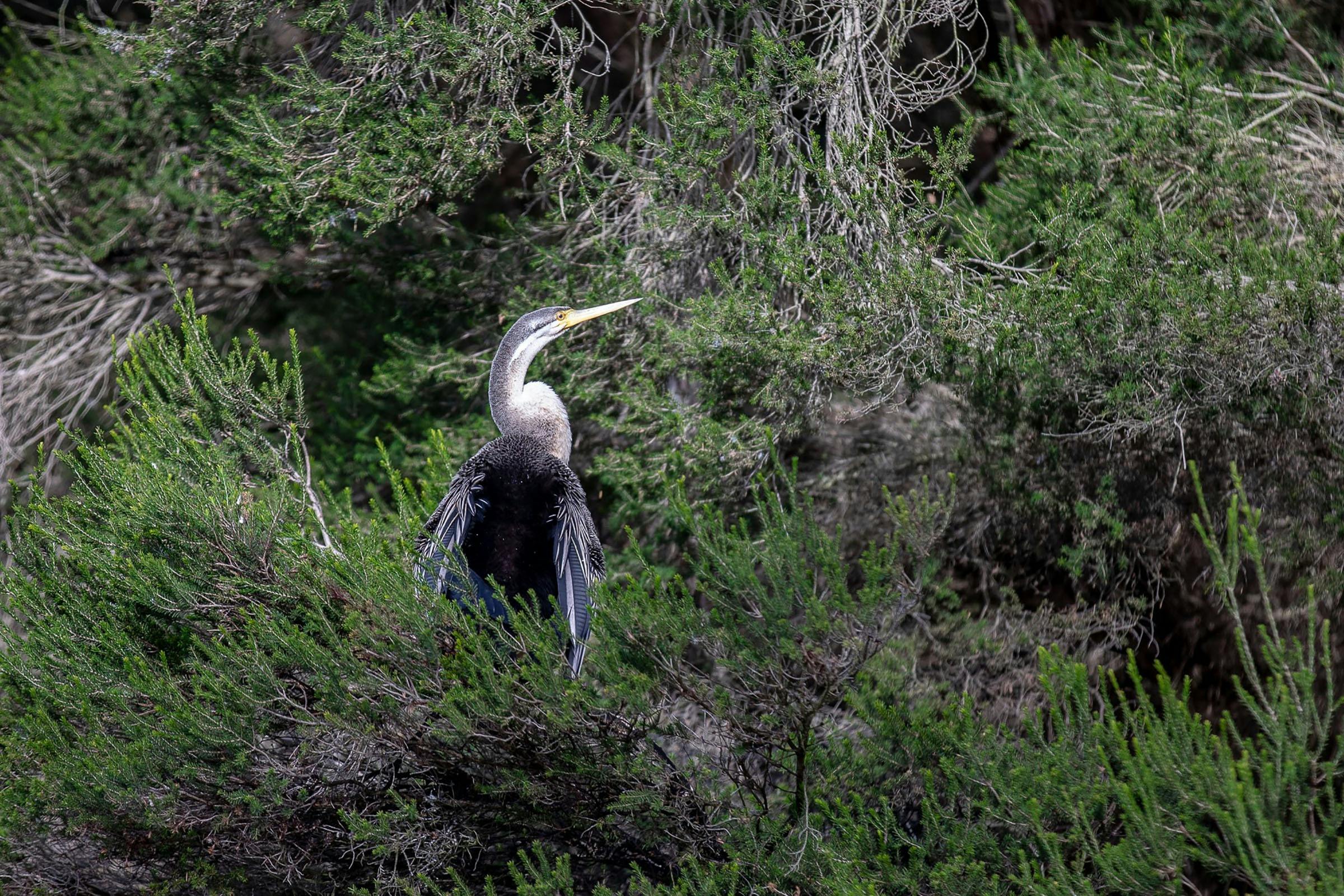 Port of Sale Heritage Cruises