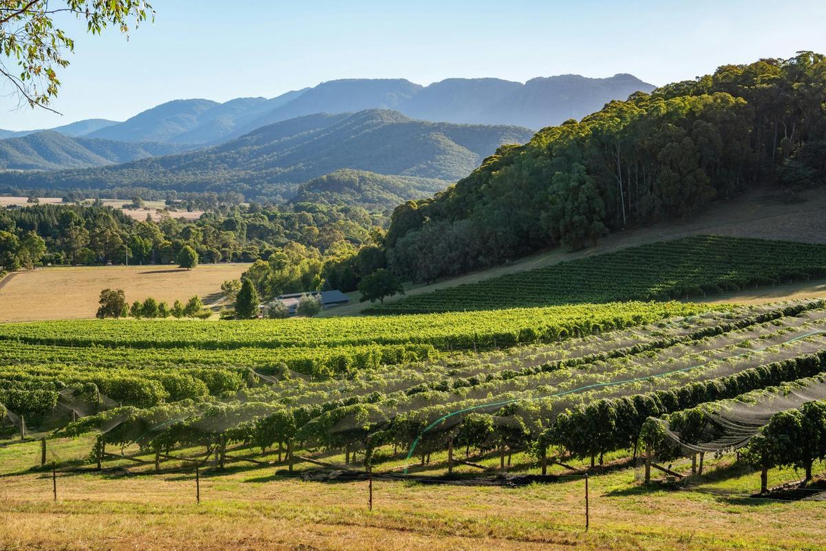 Ringer Reef Vineyard