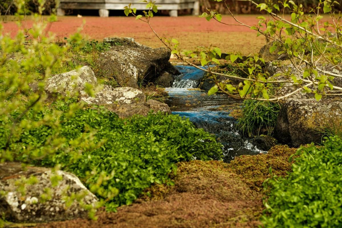 Penshurst Botanic Gardens