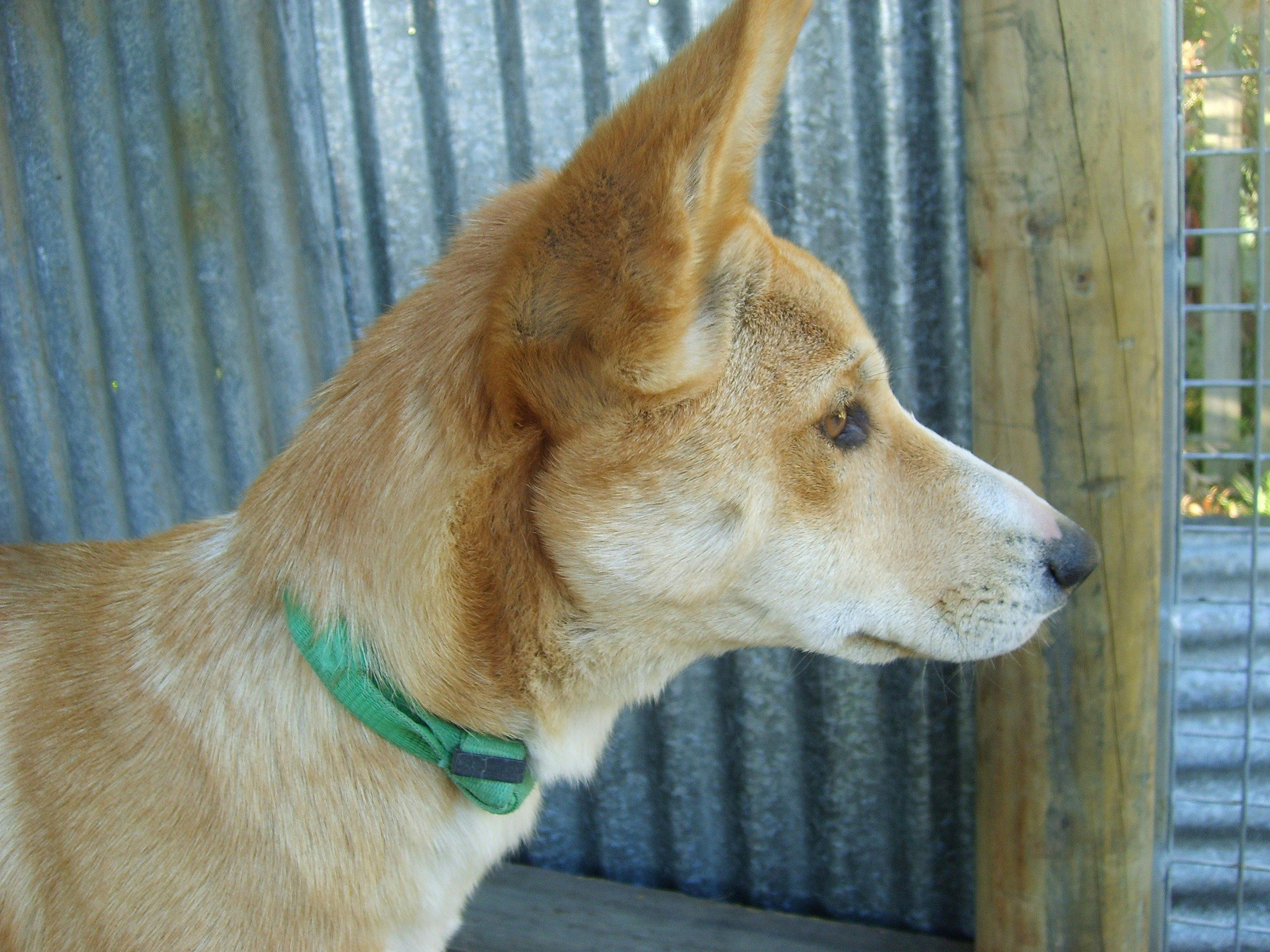Warrigal our pet dingo