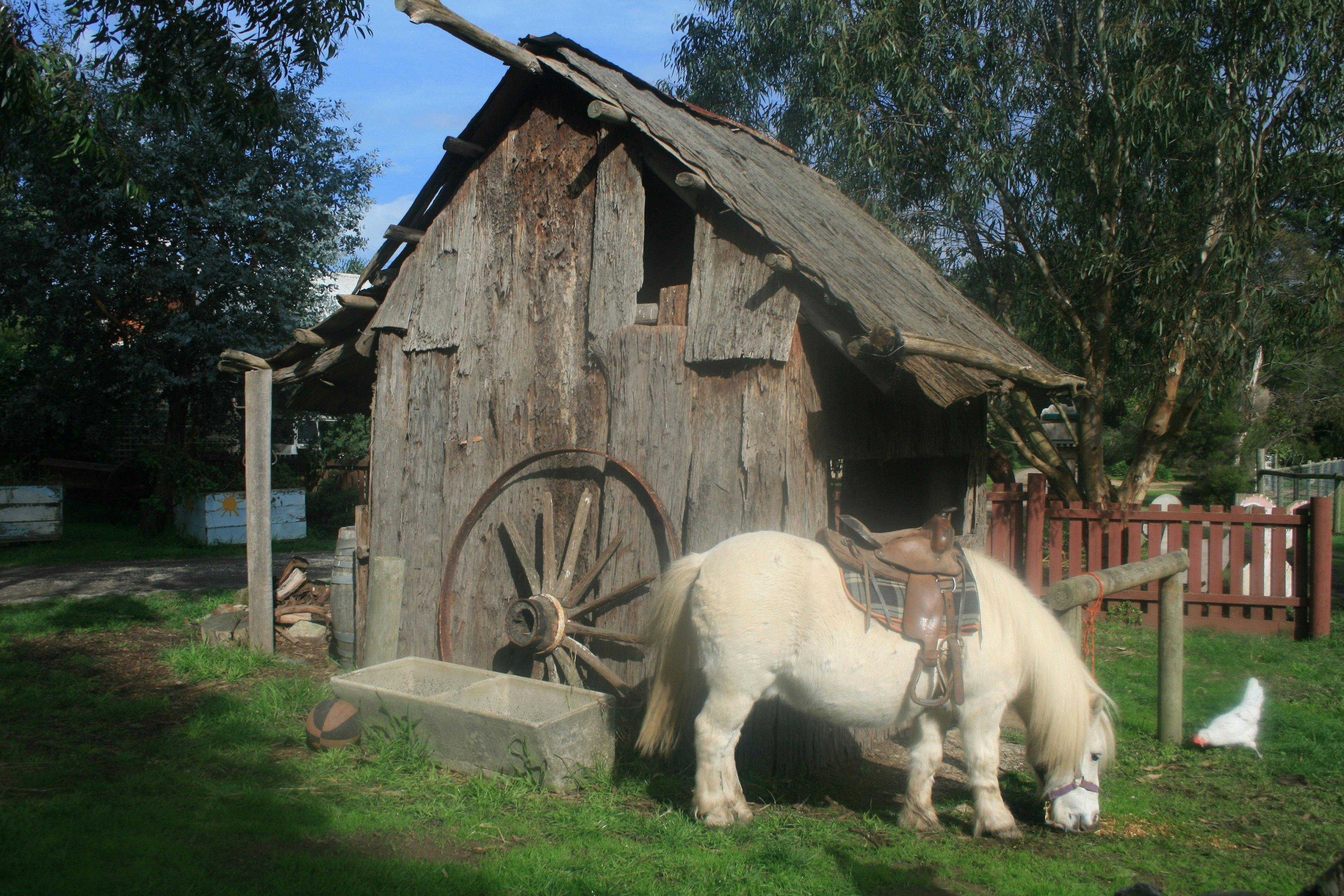 Smokey outside the bark hut