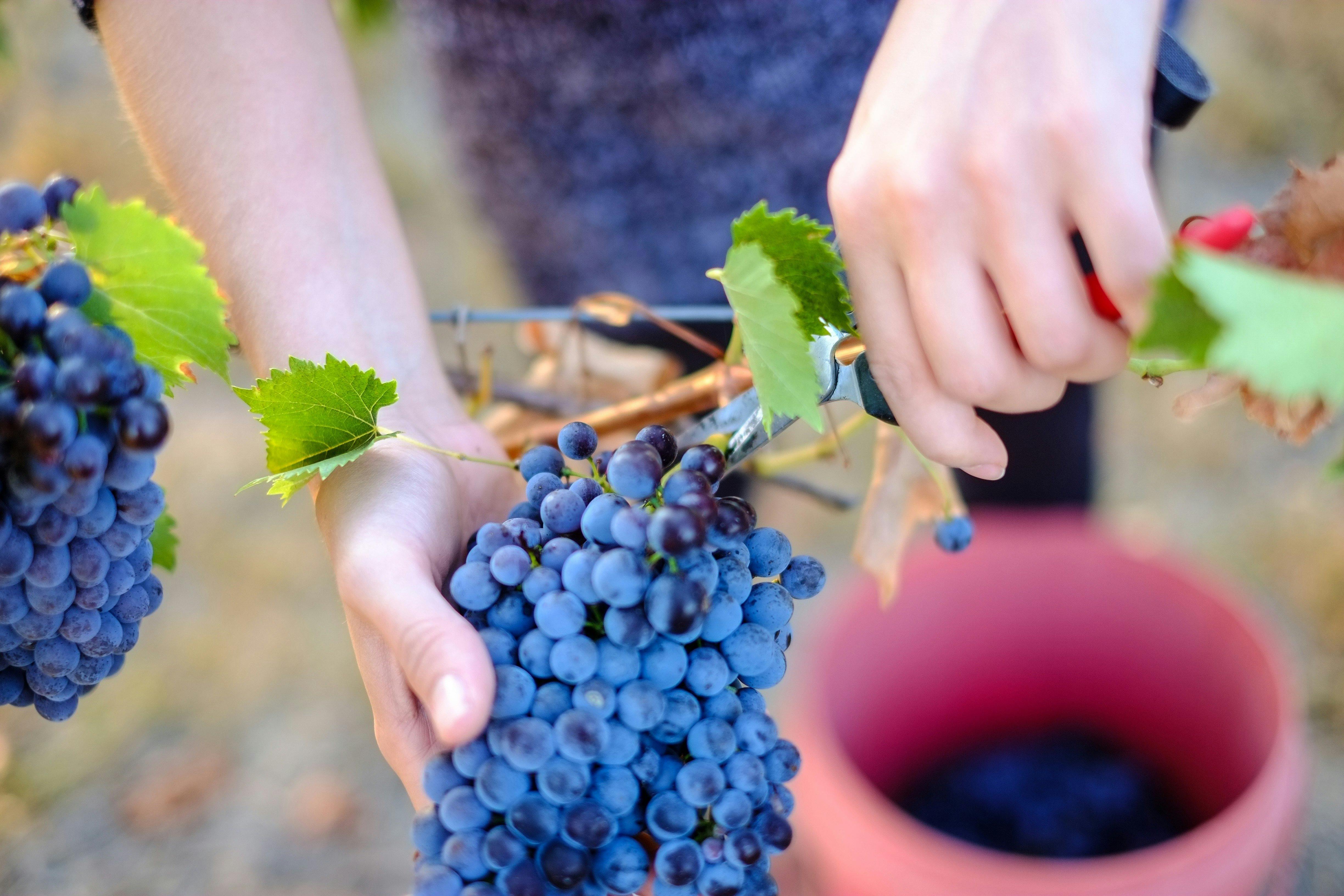 Picking sangiovese at Red Feet Wines