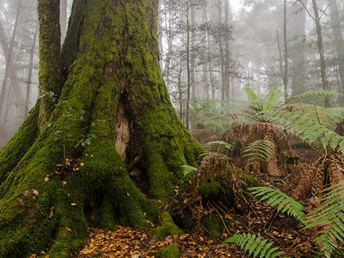 Tree roots and plants in Honeysuckle picnic area, Barrington Tops National Park. Photo: John