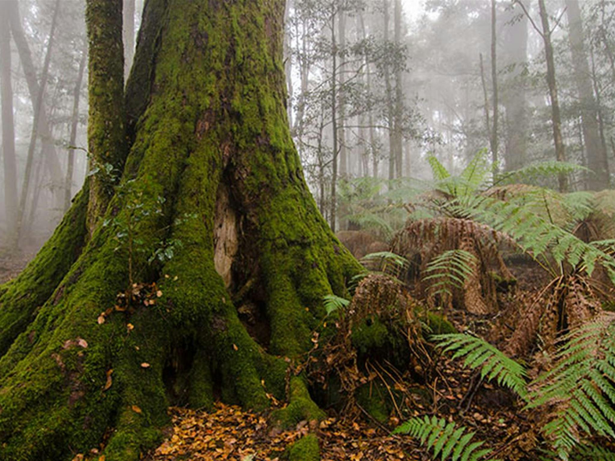 Tree roots and plants in Honeysuckle picnic area, Barrington Tops National Park. Photo: John