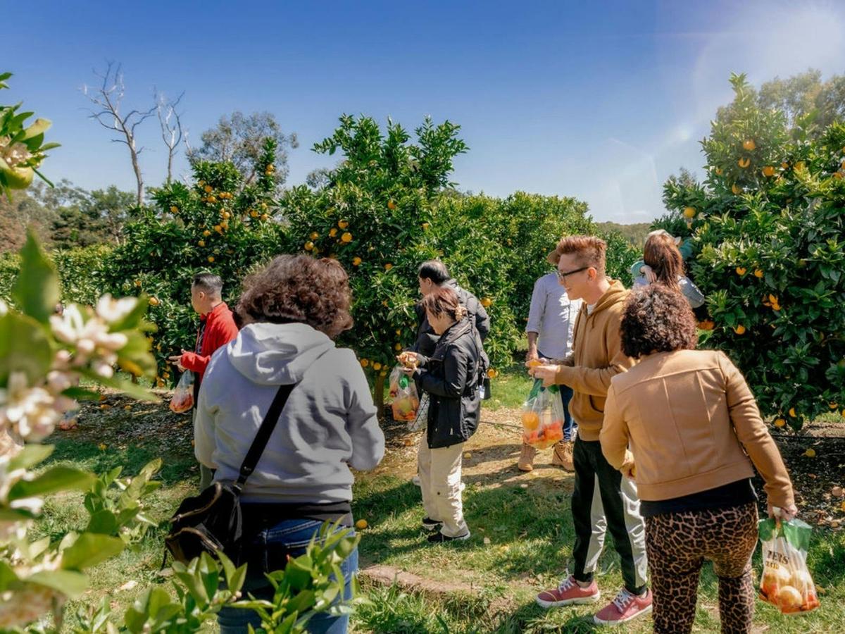 Rayner's Orchard