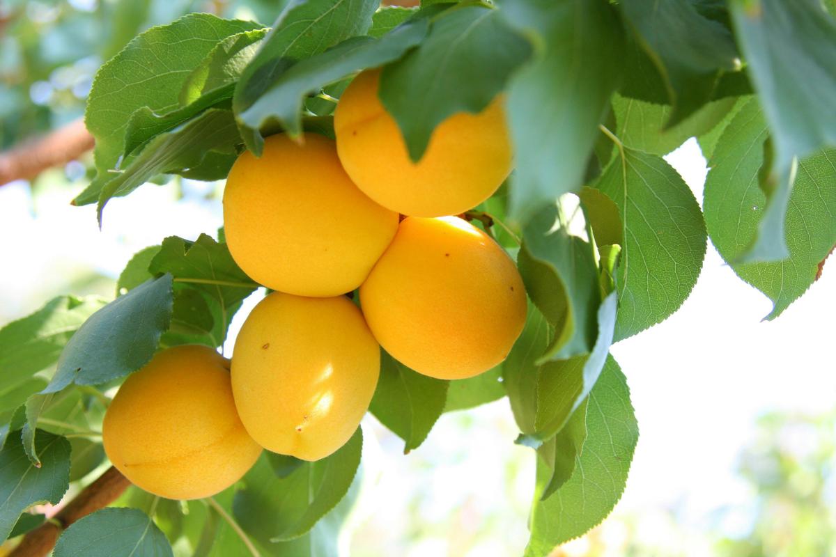 Apricots