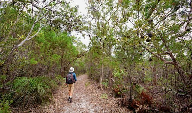 Angophora grove walking track