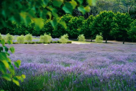 Red Hill Lavender Farm