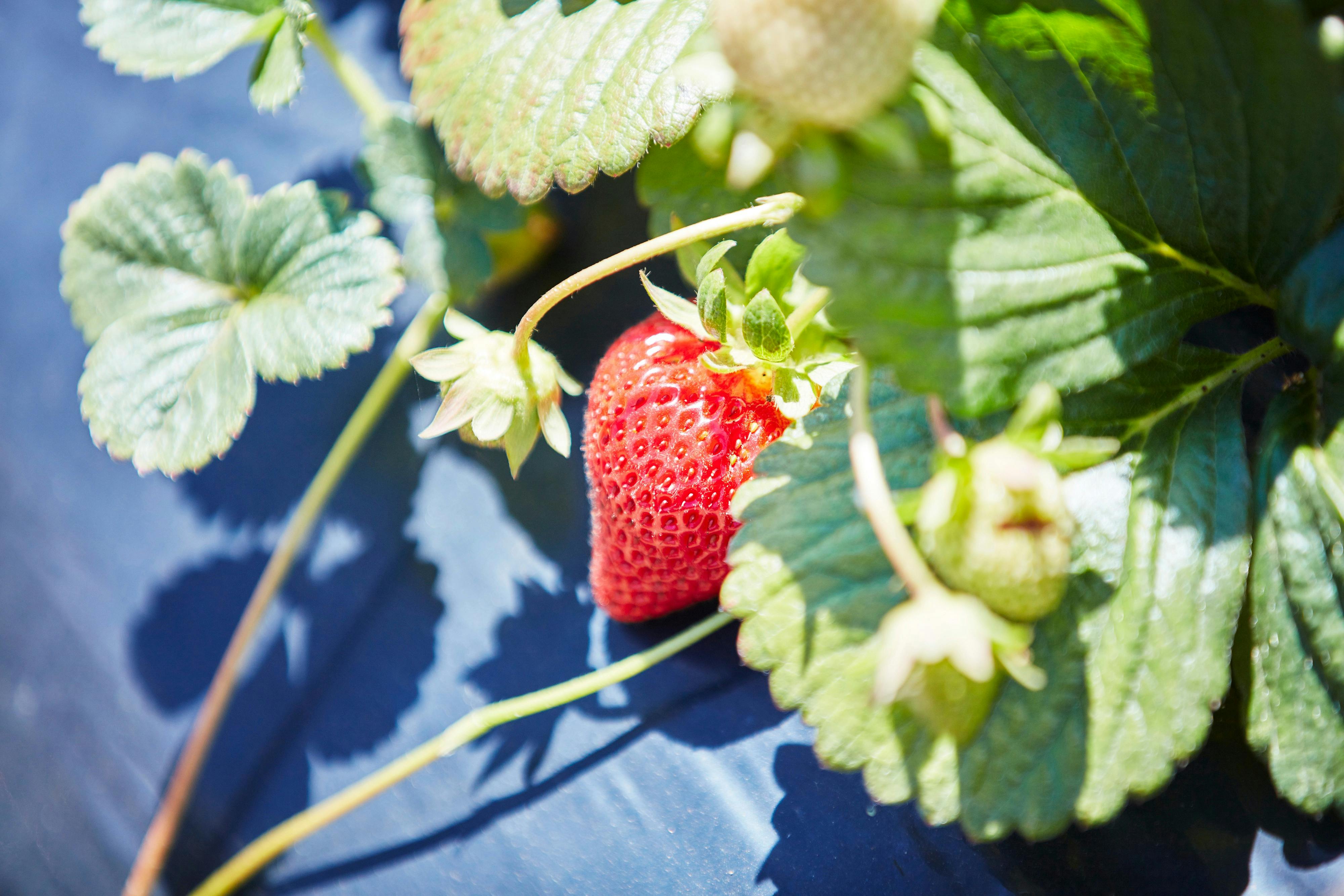 Red Hill and Main Ridge