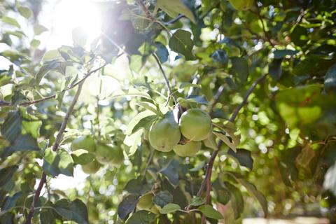 Red Hill and Main Ridge