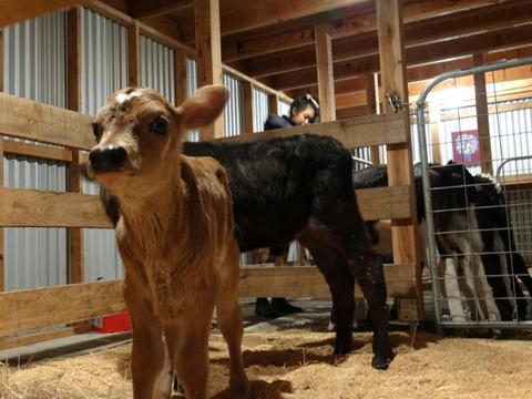Gorgeous calves in the animal nursery
